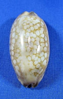 Mauritia scurra indica
